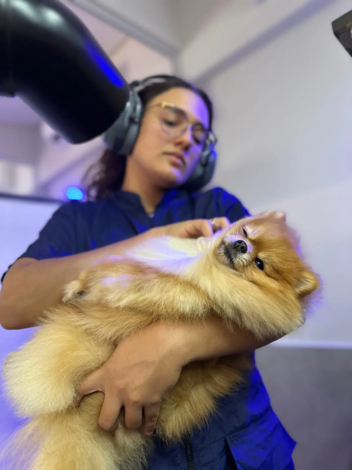 Lulu da pomerânia sendo secado com carinho no Clube04