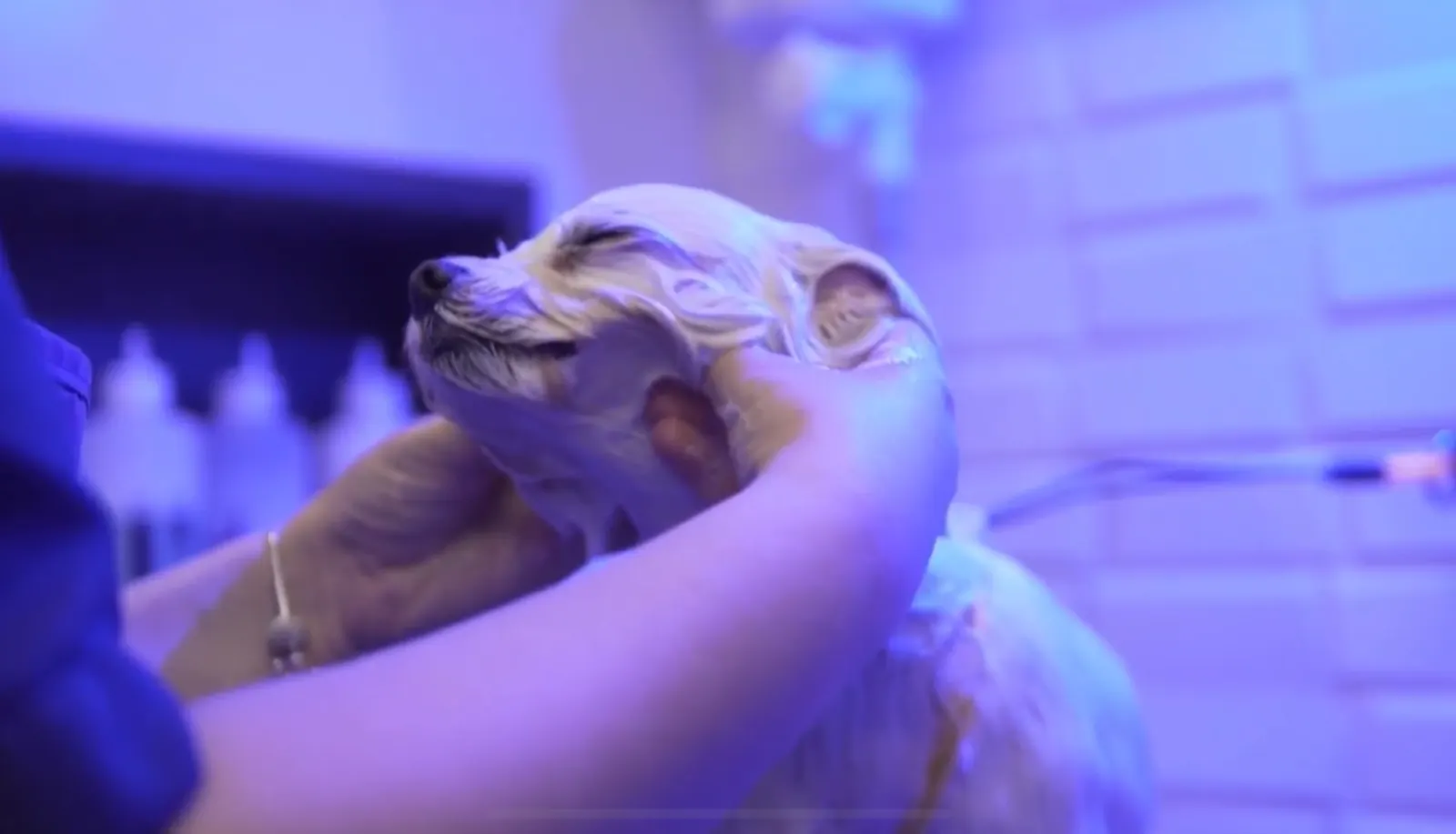 Doguinho recebendo um banho relaxante no Clube04